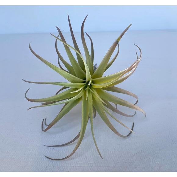 Artificial Air Plant - large Faux Air Plant Pick, Tillandsia Lonantha - Picture 3 of 6